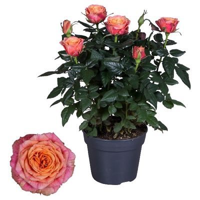 Grootbloemige roos oranje