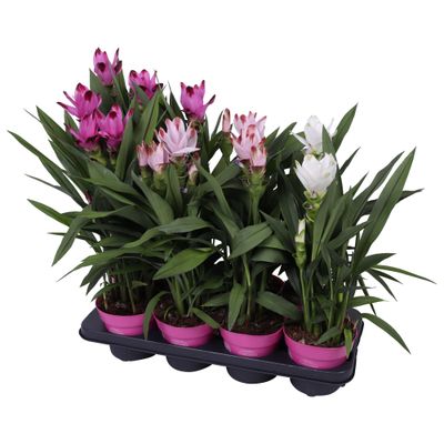 Curcuma alismatifolia (tulipe de Siam)