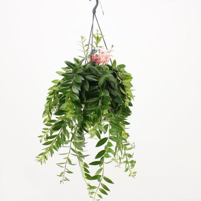 Aeschynanthus 'Caroline' (Lipstickplant)