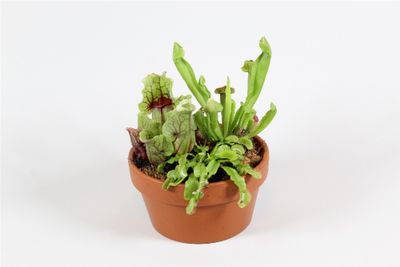 Sarracenia (Trompetbekerplant)