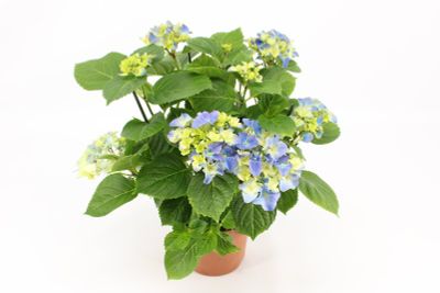Kamerhortensia 