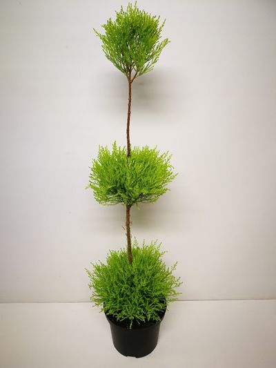 Cupressus doré 3 boules  p23 h115