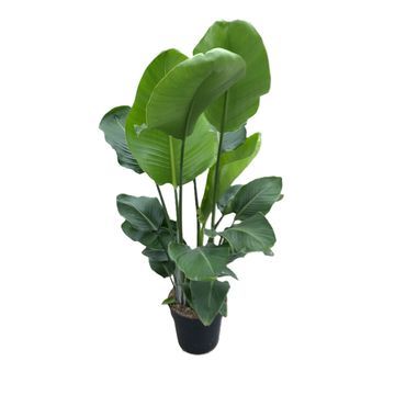 Strelitzia Nicolai (Oiseau de paradis blanc)