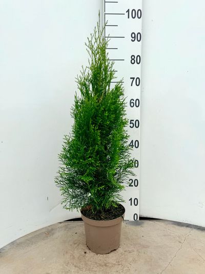 Thuja occidentalis 'Smaragd' (Arbre de vie 'Smaragd')