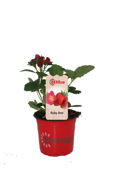 Fraisier ruby ann 