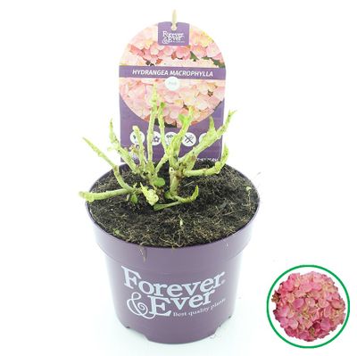 Hydrangea for.ev.roze 15-20p17