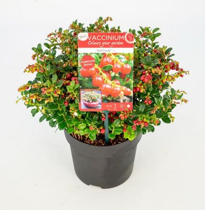 Airelle rouge red candy