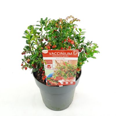 Airelle rouge red candy