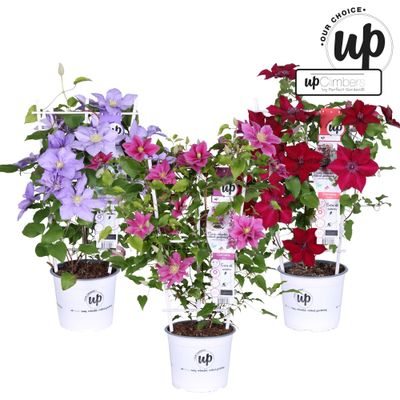 Clematis Evison®