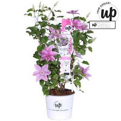 Clematis Evison®