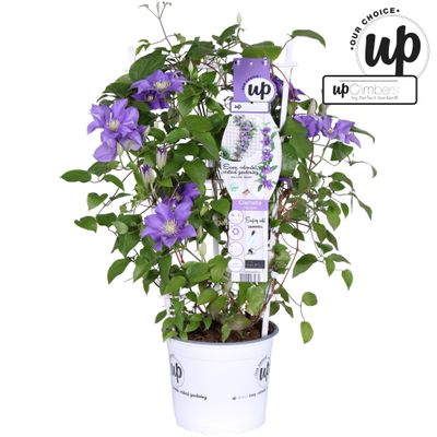 Clematis Evison®