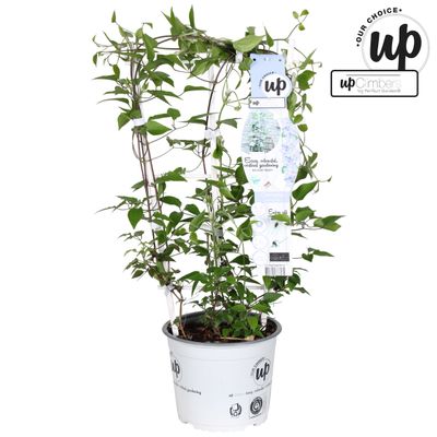 Clematis Evison®