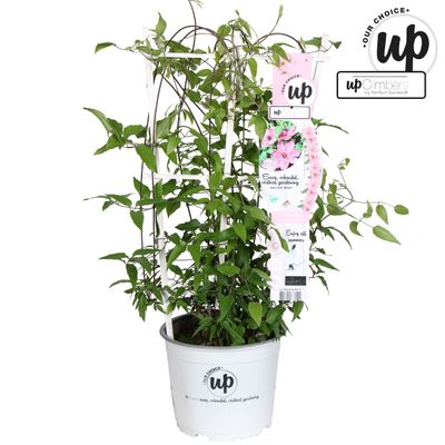 Clematis Evison®