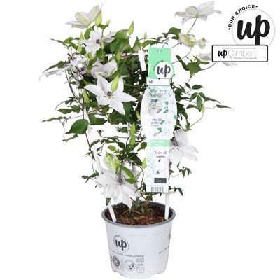 Clematis Evison®
