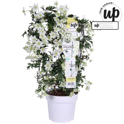 Clematis avalanche our choice