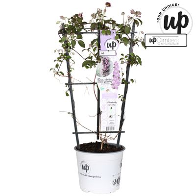 Clematis montana 'Fincent'