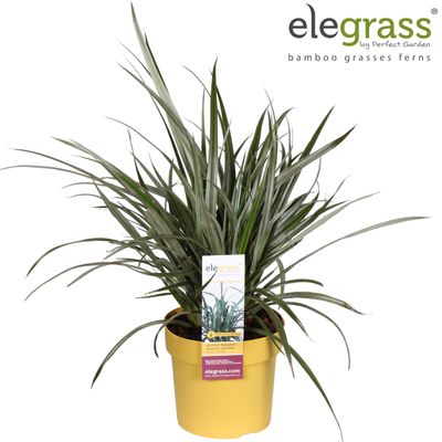 Astelia Silver Shadow