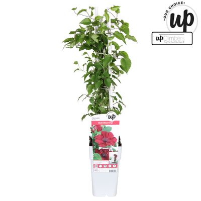 Clematis evision Nubia