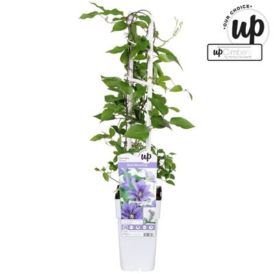 Clematis evision Olympia