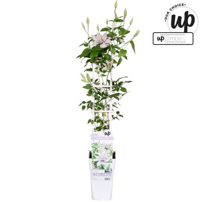 Clematis evision Samaritan Jo