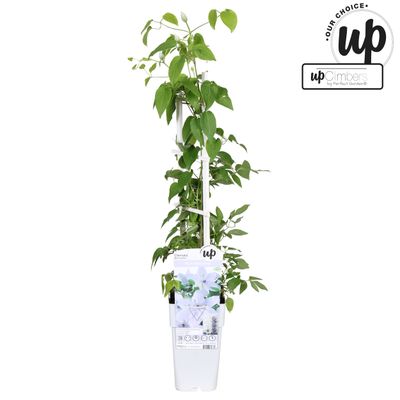 Clematis evision Bernadine