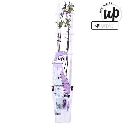 Clematis Montana ‘Fincent’