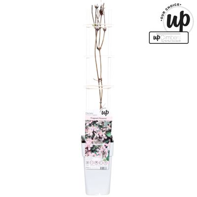 Clematis Montana Fragrant