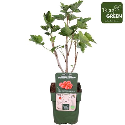 Ribes rubrum 'Jonkeer van Tets' (Rode aalbes)