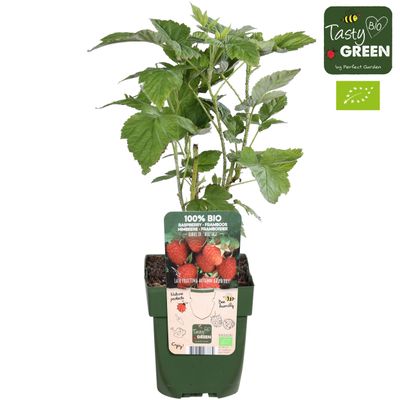 Rubus idaeus 'Heritage' (Herfstframboos)