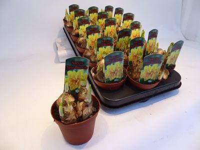 Narcisse 'Tête Bouclé'