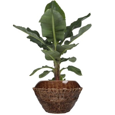 Jardinière faïence fine marron 31,5x31,5x20cm