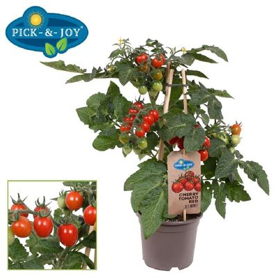 Pick&Joy® Cherry tomaat rood