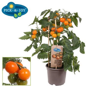 Pick&Joy® Cherry tomaat oranje