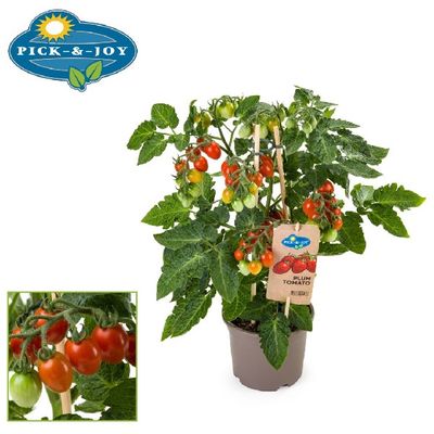 Pick&Joy® Plum Tomato