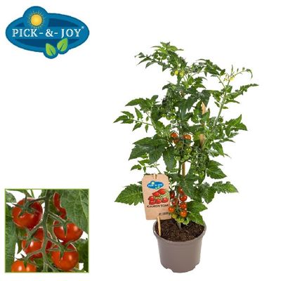 Pick&Joy® Candytom Red