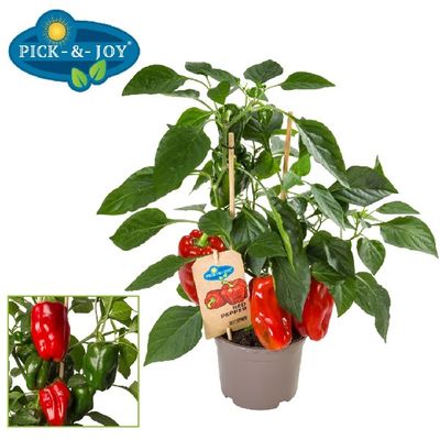 Pick&Joy® Rode Paprika