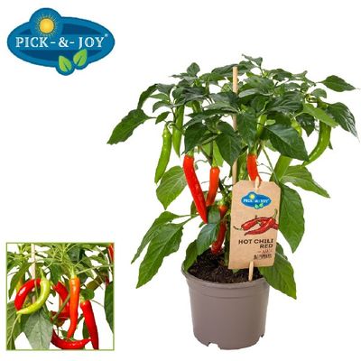 Hot chili red pepers