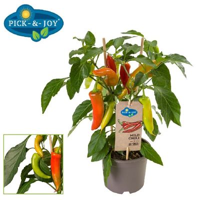 Mild chili tricolor pepers