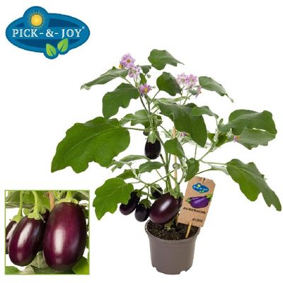 Aubergine