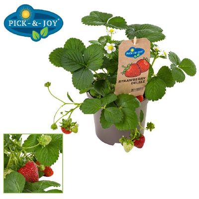 Pick&Joy® Strawberry Delizz