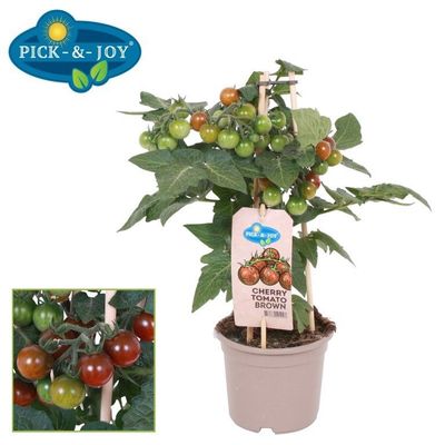Pick&Joy® Cherry Tomato Brown