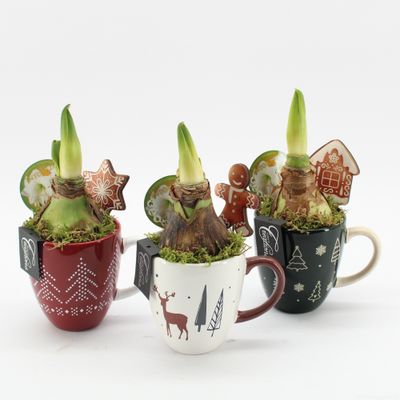 Arrangement kerst Amaryllis