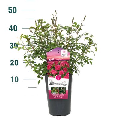 Rosier buisson Rosa 'Madame Anisette'