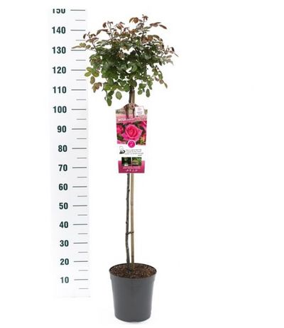 Rosier sur tige Rosa 'Dame de Coeur'