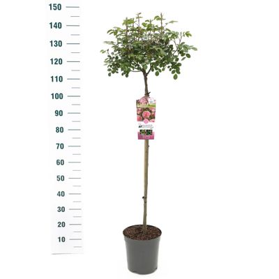 Rosier sur tige Rosa 'Bonita' Renaissance