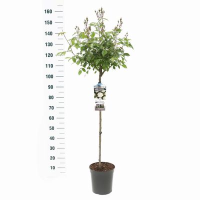 Rosier sur tige Rosa 'Schöne vom See'