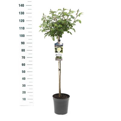 Rosier sur tige Rosa 'Wildberry'