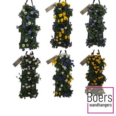 Wanderella suspension de pensées p50 h20