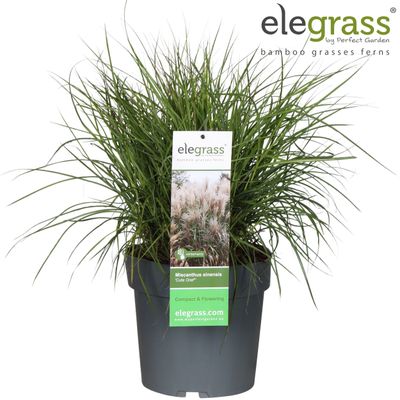 Miscanthus sinensis 'Cute One' (Prachtriet)
