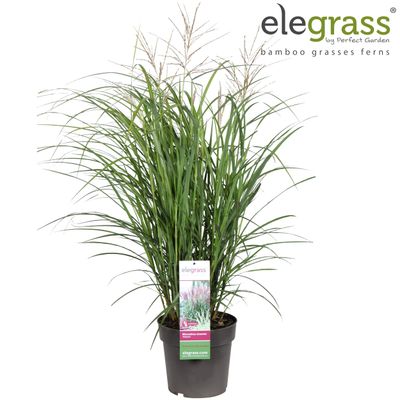 Miscanthus sinensis 'Volcano' (Prachtriet)